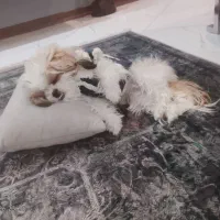 شیتزو ماده