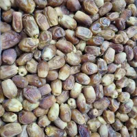 خرما خشک زاهدی