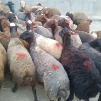 ۳۰راس شیشک آبستن