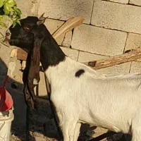 گیسه پتیری اصل