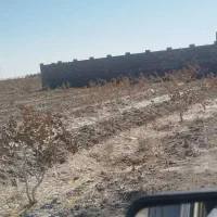 فروش زمین با نهال های پسته