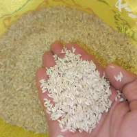 برنچ عنبربو درجه1|عمدهفروشی|کرخه, |دیوار