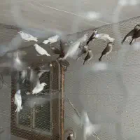 فنچ نرگسی جوان