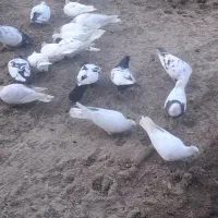 کفتر