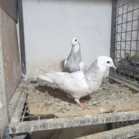 کفتر یا کبوتر هما سرور زرد تسمه ای