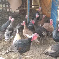 بوقلمون طبیعی