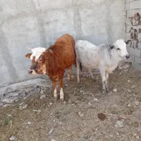 ۲ عدد گوساله ی ماده