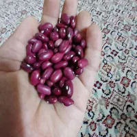 لوبیا قرمز امسالی|خوردنی و آشامیدنی|خان ببین, |دیوار