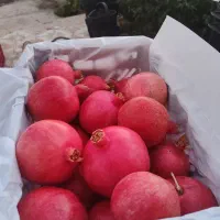 فروش انار شهرضا