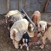 فروش کهره و بره|حیوانات مزرعه|شیراز, شهرک والفجر|دیوار