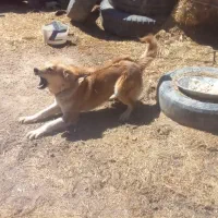 سگ نگهبان|سگ|گل تپه, |دیوار