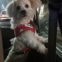 فروش سگ شیتزو ماده|سگ|اردکان, |دیوار