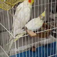 عروس هلندی زعفرانی