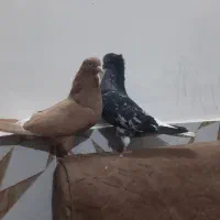 سرور دم سفید و زرد دم سفید خال سیاه دار