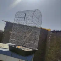 عروس هلندی قیمت خوب|پرنده|شهرضا, |دیوار