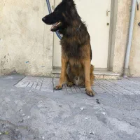 سگ ژرمن|سگ|محمدشهر, محمدشهر|دیوار