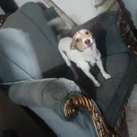 سگ پا کوتاه اشپیتز|سگ|دزفول, |دیوار