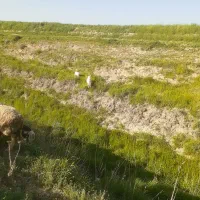 بز اسراییلی  کهره دار