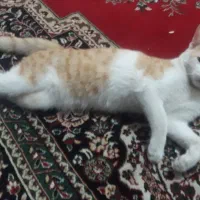 واگذاری گربه خانگی