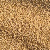 گندم مهرگان