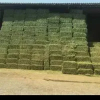 خریدار یونجه پرس خشک خالص