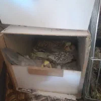 ۲ جفت عروس هلندی مولد