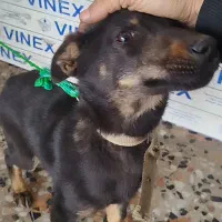 واگذاری دوبرمن|سگ|بندر انزلی, کلیور|دیوار