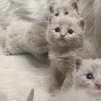 دنیای گربه های اصیل ( پرشین بریتیش اسکاتیش )|گربه|بندرعباس, |دیوار