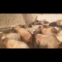 میش افشاری ابستن روی مایه|حیوانات مزرعه|گلپایگان, |دیوار