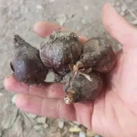 پیاز گل نرگس