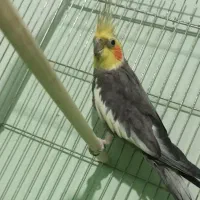 عروس هلندی نر کار داده|پرنده|کازرون, |دیوار