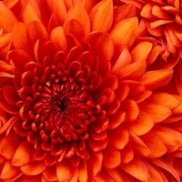 یک عدد کارت سوخت وگواهی نامه پیدا شده