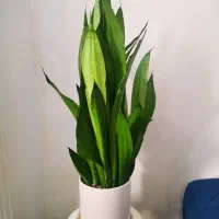 سانسوریا مهتابی حدودا 7 غلاف|گل و گیاه طبیعی|قم, انسجام|دیوار