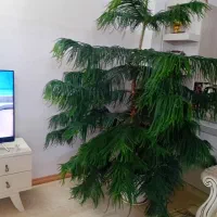 گل مطبق سرحال