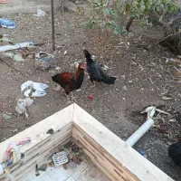 مرغ خروس لاری|حیوانات مزرعه|سبزوار, امیر کبیر|دیوار