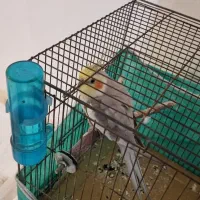 عروس هلندی بالغ