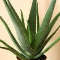 گیاه آلوئه ورا خوراکی و مراقبت پوست و مو