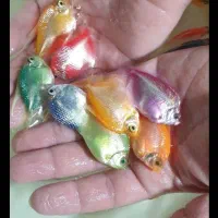 ماهی آکواریومی|ماهی|سبزوار, پیام|دیوار