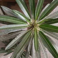 ماداگاسکار بزرگ و سه گل گندمی مخروطی|گل و گیاه طبیعی|ارومیه, |دیوار