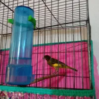 قناری نر|پرنده|مرودشت, ژیان|دیوار