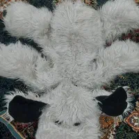 عروسک|اسباب‌‌بازی|شیراز, دکتر حسابی|دیوار