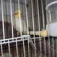 طوطی عروس هلندی ۹ ماهه ( نر )|پرنده|فریدون‌کنار, |دیوار