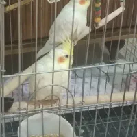 یک جفت عروس هلندی لوتینو