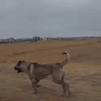 توله ماده اصیل سرابی|سگ|اردبیل, |دیوار