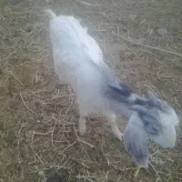 سلام بزغاله دورگ پاکستانی مناسب برای خون کردن