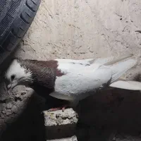 معاوضه کفتر با مرغ وگندم