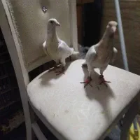 کفتر