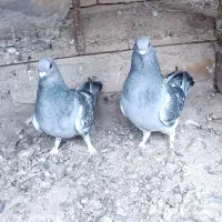 سه جفت کفتر جوانه تمیز و سالم