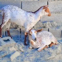 بز دوقلوزا|حیوانات مزرعه|چابهار, |دیوار