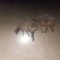 بره